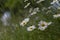 Carpet of ox-eye daisy Leucanthemum vulgare flowers on a summer glade. Carpet of summer flowers in the meadow. Mass flowering of