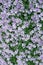Carpet of Phlox Flowers
