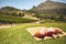 Carpet and pillows on hill with view of vineyard