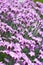 Carpet of purple mini carnation flowers