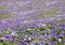 Carpet of purple and white spring crocus in the alps