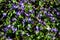 Carpet of purple and white spring violets