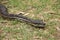 A carpet python near Barwon Heads in Victoria, Australia