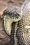 Carpet python snake
