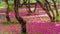 Carpet of Rhododendron arboreum