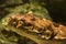 Carpet shark rests on ocean floor selective focus