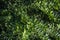 A carpet of small green leaves of honeysuckle Lonicera pileata. Elegant natural background of fine texture for any design