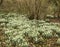 A carpet of snowdrops in early Spring