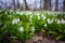 Carpet of snowdrops Galanthus plicatus in spring forest