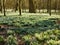 Carpet of Snowdrops in Woodland