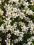 Carpet of tiny cerastium flowers, close up