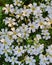 Carpet of tiny cerastium flowers, close up