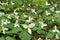 Carpet of trilliums on the forest floor