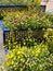 A carpet of Violas spreading over some steps in Estepona, Spain