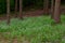 Carpet of white woodruff flowers in a pine forest, also called Galium odoratum or Waldmeister