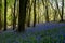 Carpet of wild bluebells amidst the trees in a wood at Ashridge, UK