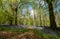 Carpet of wild bluebells growing under beech trees in woodland in springtime in Dockey Woods, Ashridge Estate, Buckinghamshire UK.