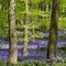 Carpet of wild bluebells growing under beech trees in woodland in springtime in Dockey Woods, Ashridge Estate, Buckinghamshire UK.