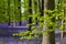 Carpet of wild bluebells growing under beech trees in woodland in springtime in Dockey Woods, Ashridge Estate, Buckinghamshire UK.