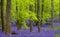 Carpet of wild bluebells growing under beech trees in woodland in springtime in Dockey Woods, Ashridge Estate, Buckinghamshire UK.