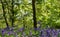 Carpet of wild bluebells in the sun, photographed at Pear Wood in Stanmore, Middlesex, UK