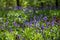 Carpet of wild bluebells under the trees, photographed at Pear Wood in Stanmore, Middlesex, UK