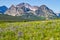 A Carpet of Wildflowers in Glacier National Park