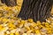 A carpet of yellow autumn leaves at the base of the poplar trunk. The beauty of autumn nature. The contrast of color.