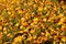 A carpet of yellow fallen leaves on green grass. Seasonal wildlife beauty. Withering of plants. Background for