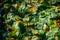 Carpet of yellow-green leaves lying on the ground in morning sunlight, close-up. Abstract leafy background