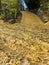 Carpet of Yellow Leaves on a Driveway in Autumn