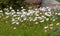 Carpets of happy white daisies