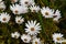 Carpets of happy white daisies with sunshiny buttons in the centres