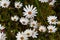 Carpets of happy white daisies with sunshiny buttons in the centres