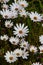 Carpets of happy white daisies with sunshiny buttons in the centres
