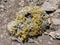 Carpets of Helichrysum splendidum, Sanetti plateau, Bale National Park, Ethiopia