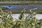 Carpinteria Salt Marsh Nature Park, 14.