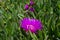 Carpobrotus Acinaciformis (commonly Known as Elands Sourfig.