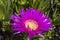 Carpobrotus Acinaciformis (commonly Known as Elands Sourfig.