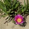 Carpobrotus acinaciformis Elands Sourfig, Elandssuurvy or Sally-my-handsome