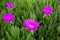 Carpobrotus acinaciformis succulent plant known by the common name sea fig blooming in the Kiparissi Lakonias, Peloponnese, Greece