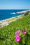 Carpobrotus chilensis flowres in Porto Limnionas