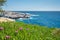 Carpobrotus chilensis flowres in Porto Limnionas