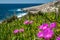 Carpobrotus chilensis flowres in Porto Limnionas