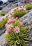 Carpobrotus edulis, also known as the ice plant, a succulent plant with pink flowers
