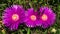 Carpobrotus edulis flower, Hottentot fig, highway ice plant or pigface