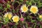 Carpobrotus edulis flowers