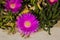 Carpobrotus edulis flowers