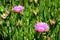 Carpobrotus edulis is a ground-creeping plant with succulent leaves