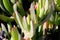 Carpobrotus edulis, Hottentot-fig, Highway ice plant